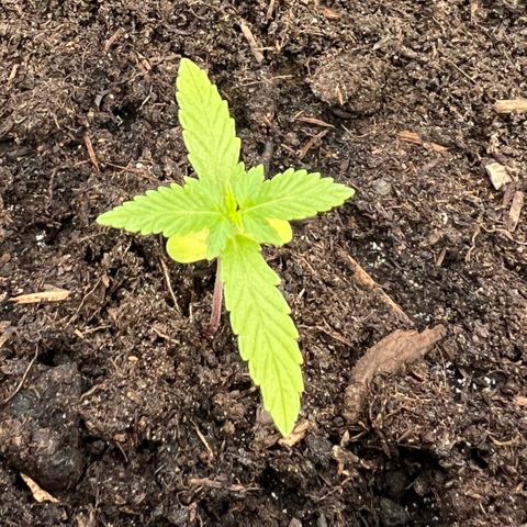 Tilli growlog timeline photo