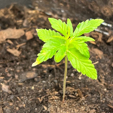 Tanja growlog timeline photo