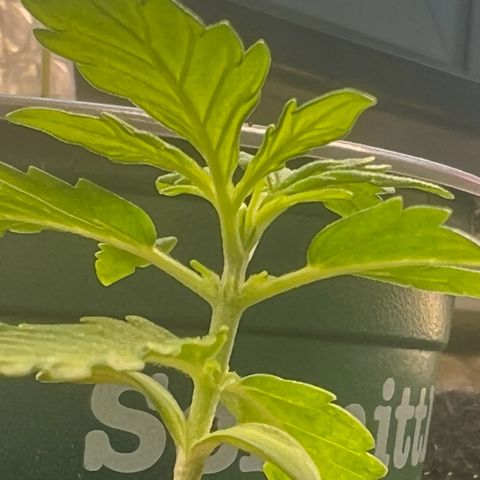 Tanja growlog timeline photo