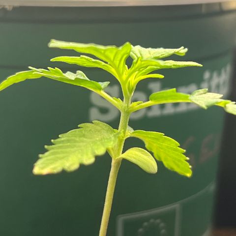 Tanja growlog timeline photo