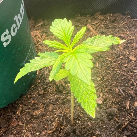 Tanja growlog timeline photo