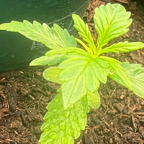 Tanja growlog timeline photo