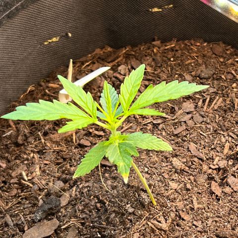 Tanja growlog timeline photo