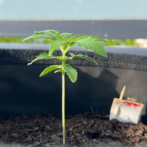 Tanja growlog timeline photo