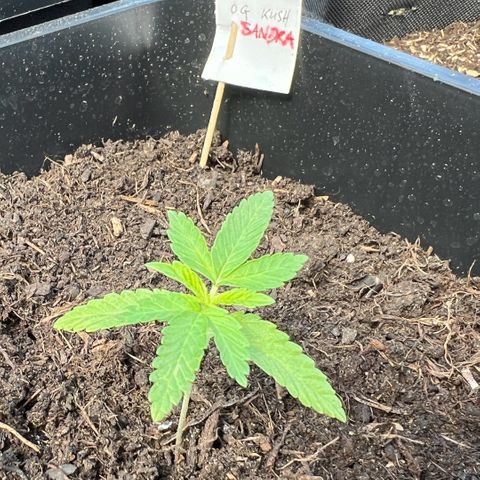 Sandra growlog timeline photo