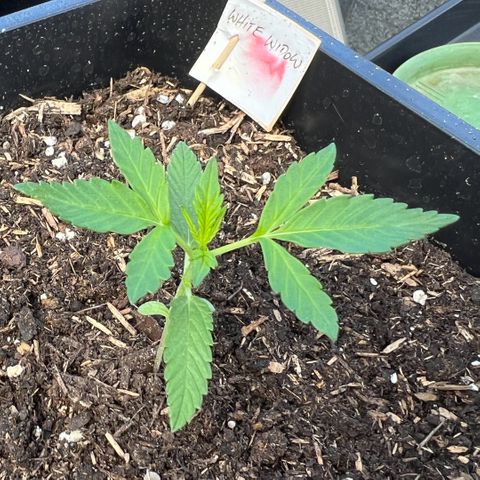 Thea growlog timeline photo