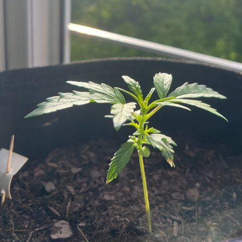 Tanja growlog timeline photo
