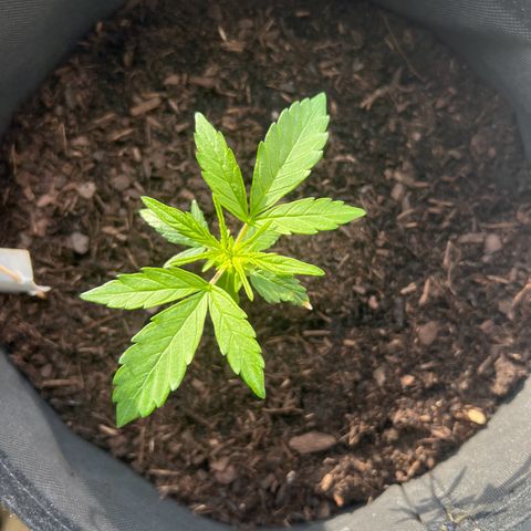 Tanja growlog timeline photo