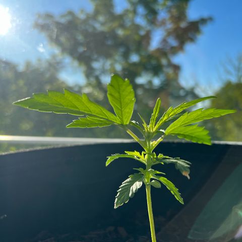 Tanja growlog timeline photo