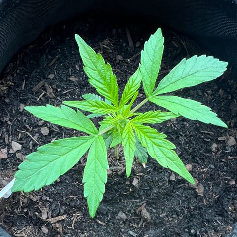 Tanja growlog timeline photo