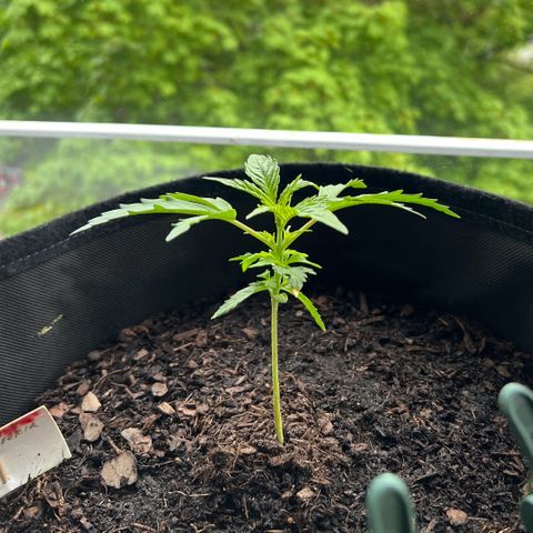 Tanja growlog timeline photo