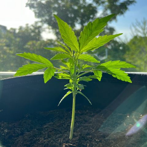 Tanja growlog timeline photo