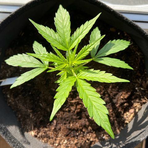 Tanja growlog timeline photo