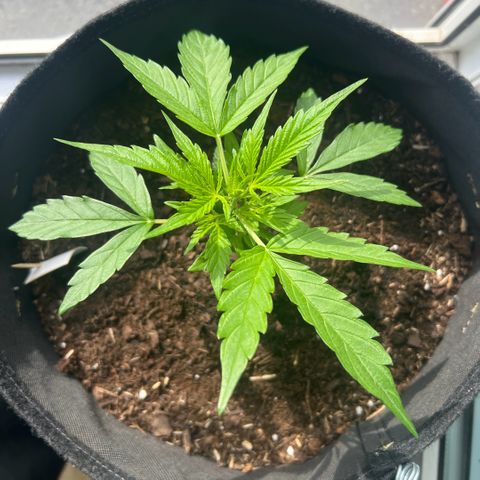 Tanja growlog timeline photo