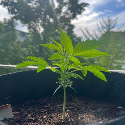 Tanja growlog timeline photo