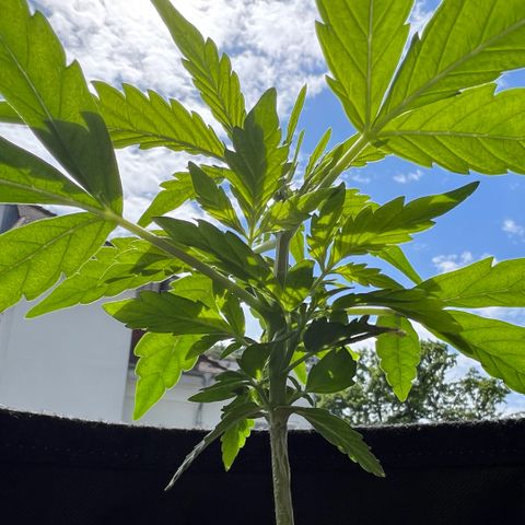Tanja growlog timeline photo