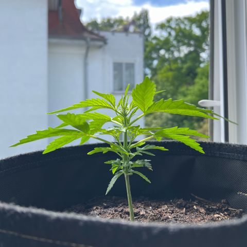 Tanja growlog timeline photo