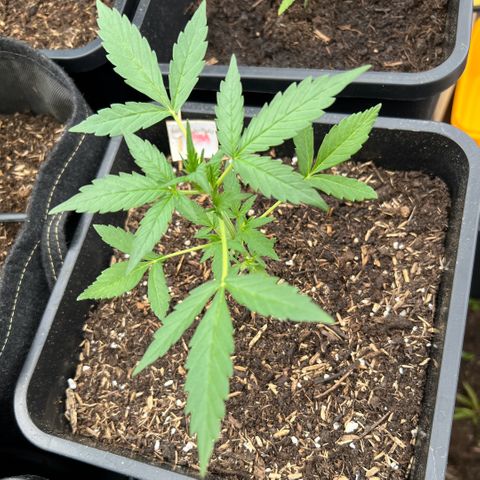 Thea growlog timeline photo