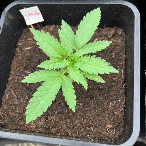 Sandra growlog timeline photo