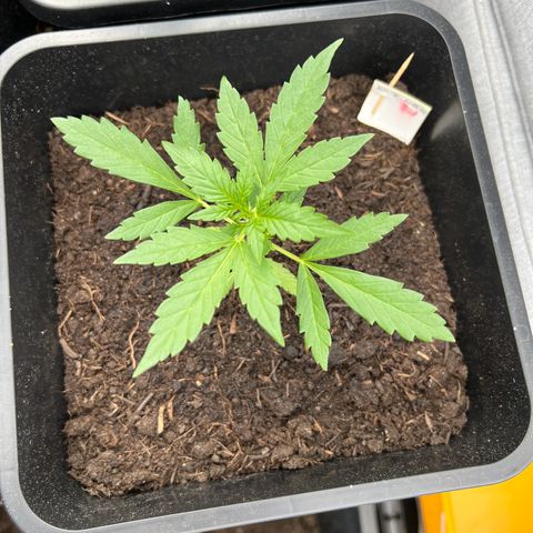 Tilli growlog timeline photo