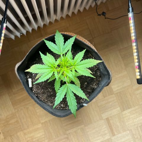 Tanja growlog timeline photo