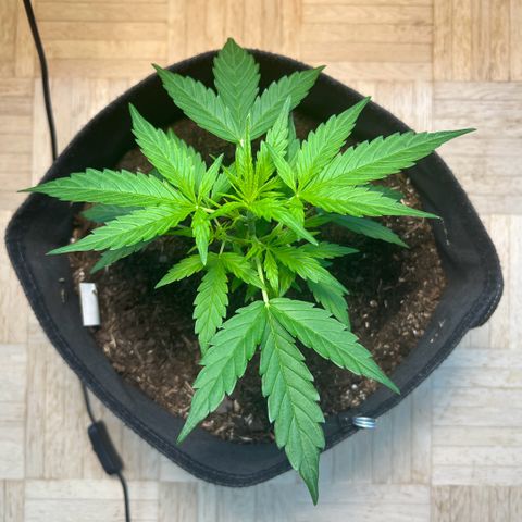 Tanja growlog timeline photo