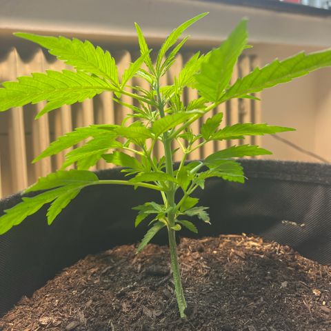 Tanja growlog timeline photo