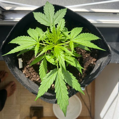 Tanja growlog timeline photo