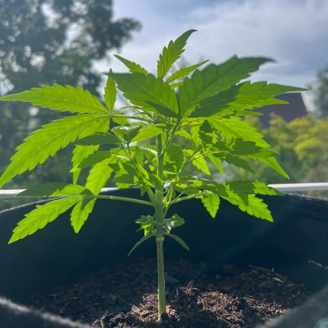 Tanja growlog timeline photo