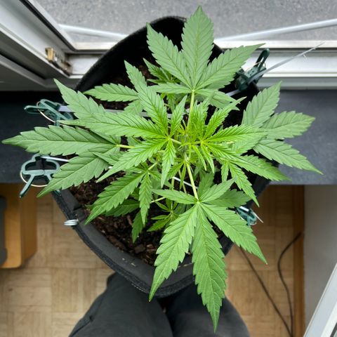 Tanja growlog timeline photo
