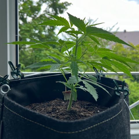 Tanja growlog timeline photo
