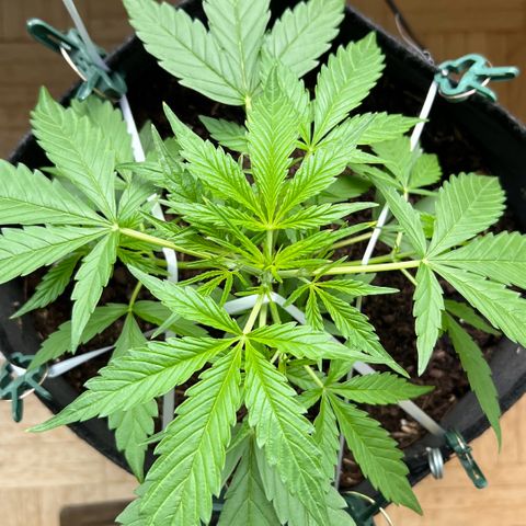 Tanja growlog photo: Low Stress Training, first signs of being female 😍