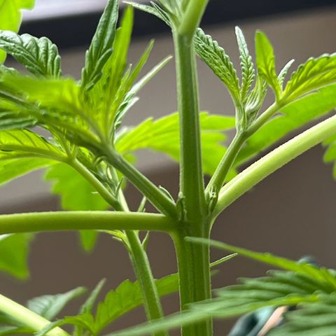 Tanja growlog timeline photo