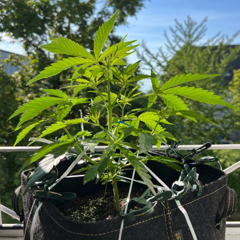 Tanja growlog photo: First flowering signs