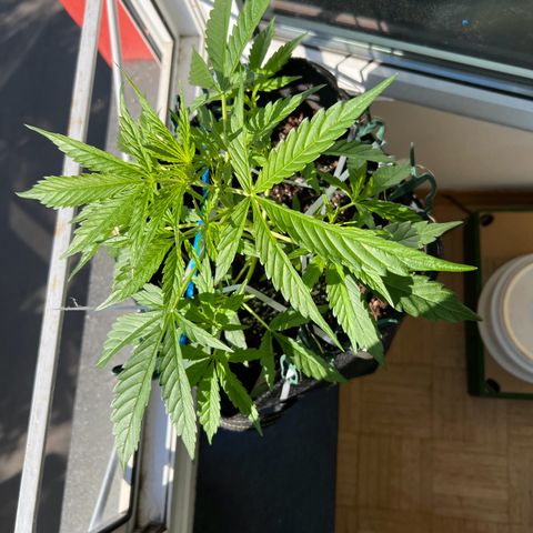 Tanja growlog photo: First flowering signs