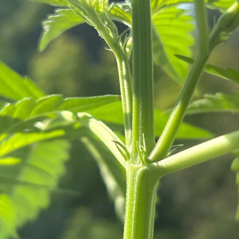 Tanja growlog photo: First flowering signs
