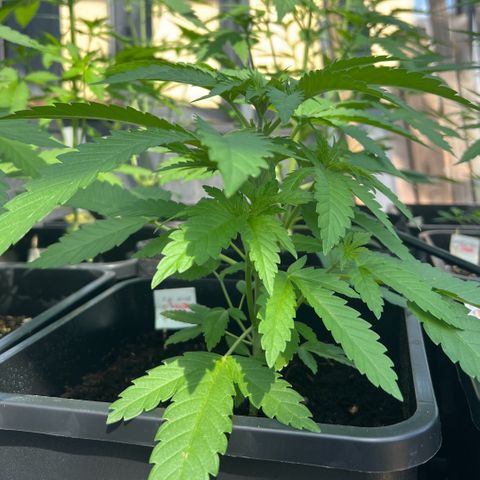 Sandra growlog timeline photo