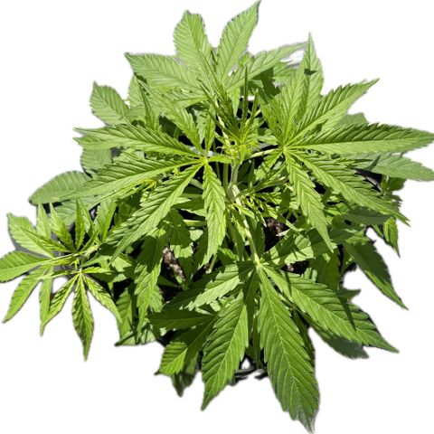 Tanja growlog timeline photo