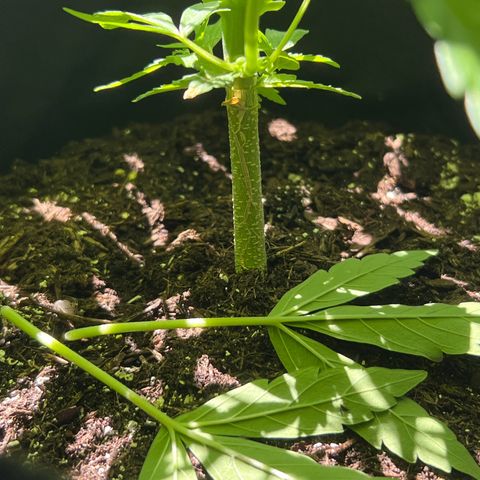 Tanja growlog timeline photo