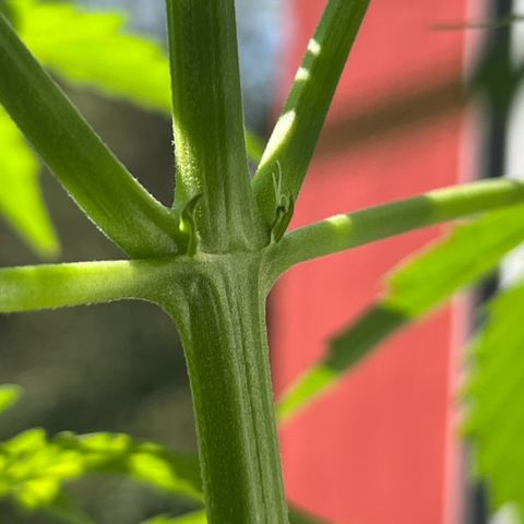 Tanja growlog timeline photo