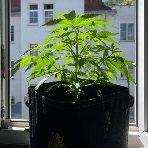 Tanja growlog timeline photo