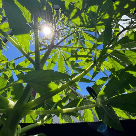 Tanja growlog timeline photo