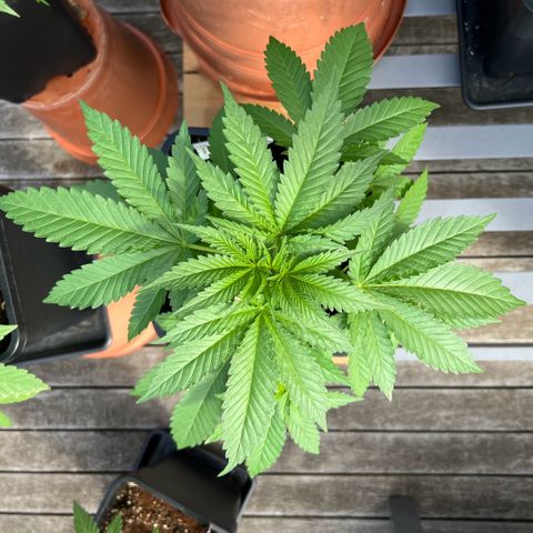 Sandra growlog timeline photo