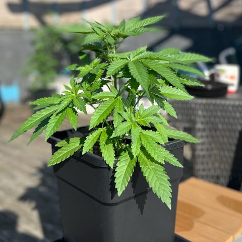 Sandra growlog timeline photo