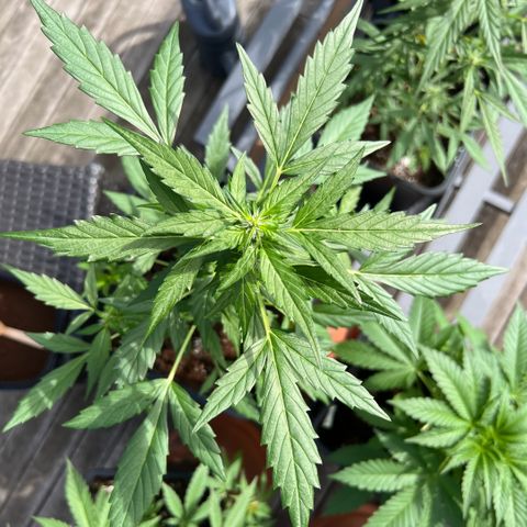 Tilli growlog timeline photo