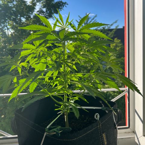 Tanja growlog timeline photo