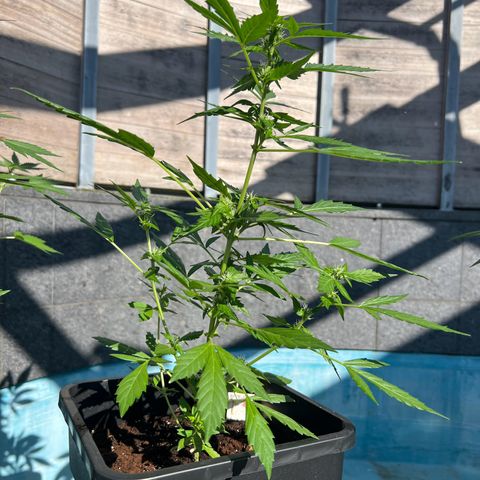 Tilli growlog timeline photo
