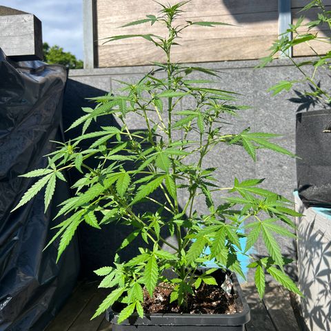 Thea growlog timeline photo