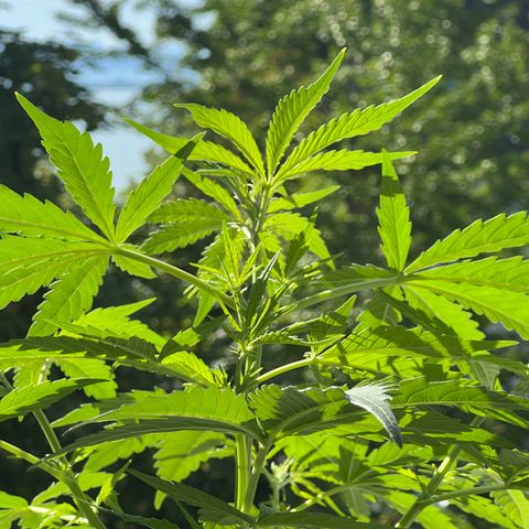 Tanja growlog timeline photo