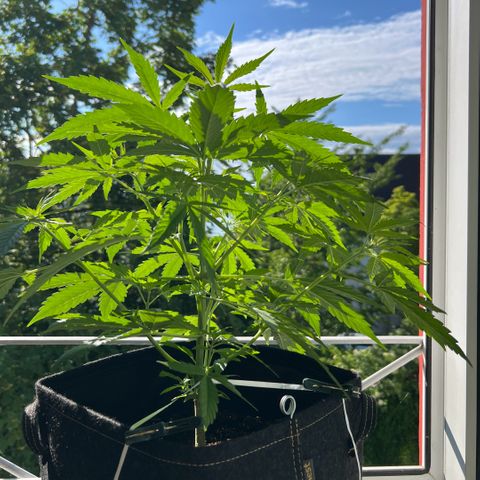 Tanja growlog timeline photo